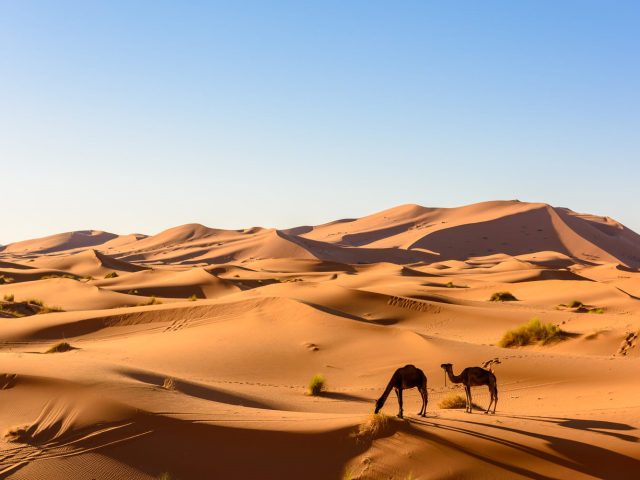 5 Days Tour From Marrakech To Merzouga Desert, Return to Marrakech